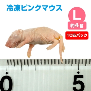 yⓀz ⓀsN}EX LTCYi4gj10CpbNyN[֔zy퉷iƂ̓sziNKj