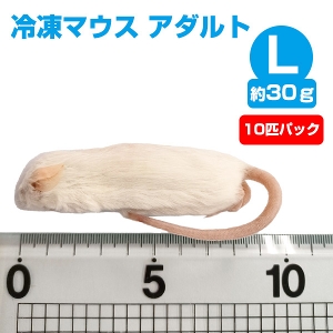 冷凍】 冷凍マウス アダルトLサイズ（約30g）10匹パック 【クール便