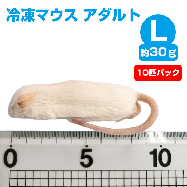 冷凍マウスアダルト注文ページ - 3