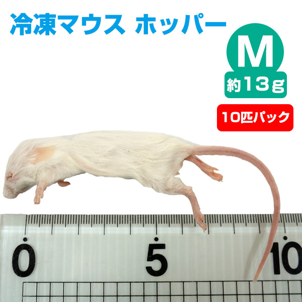 冷凍】冷凍マウス ホッパー Mサイズ（約13g）10匹パック【クール便発送