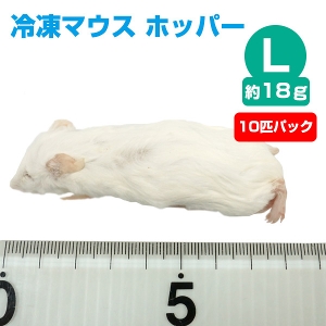 冷凍】冷凍マウス ホッパー Lサイズ（約18g）10匹パック【クール便発送 