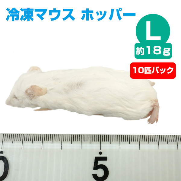 冷凍】冷凍マウス ホッパー Lサイズ（約18g）10匹パック【クール便発送